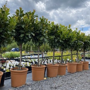 Prunus Laurocerasus, Vavrínovec lekársky ´ETNA´® kont. C15L, výška: 90-110 cm (-23°C) - NA KMIENKU